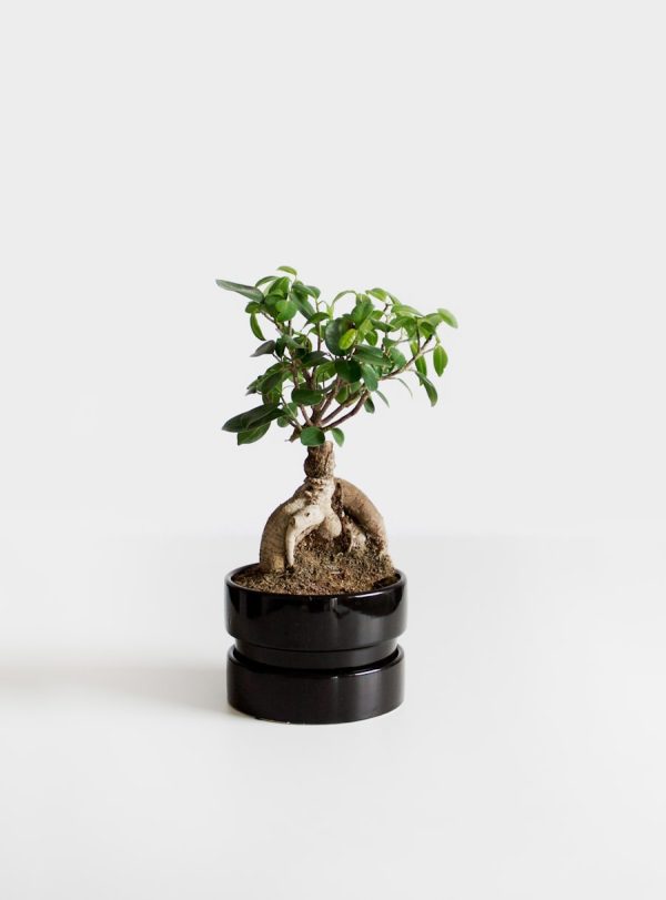 Potted Peace Lily