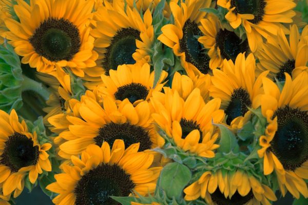Dried Daisy Wrap